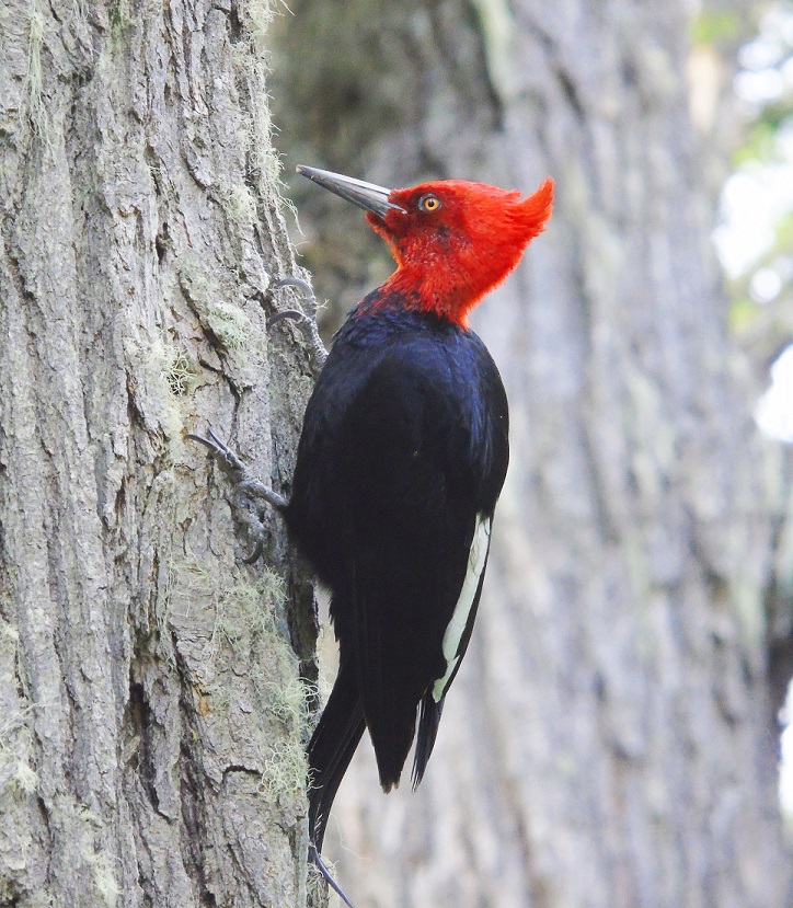 Magellanic Woodpecker