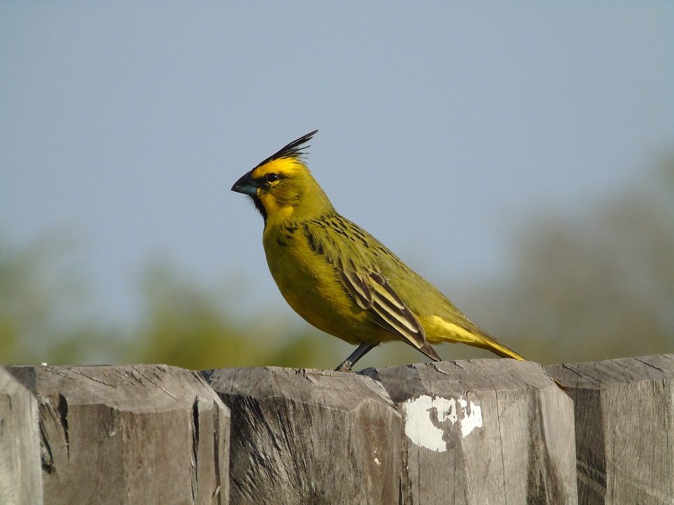 Yellow Cardinal