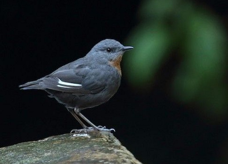 Rufous-throated Dipper