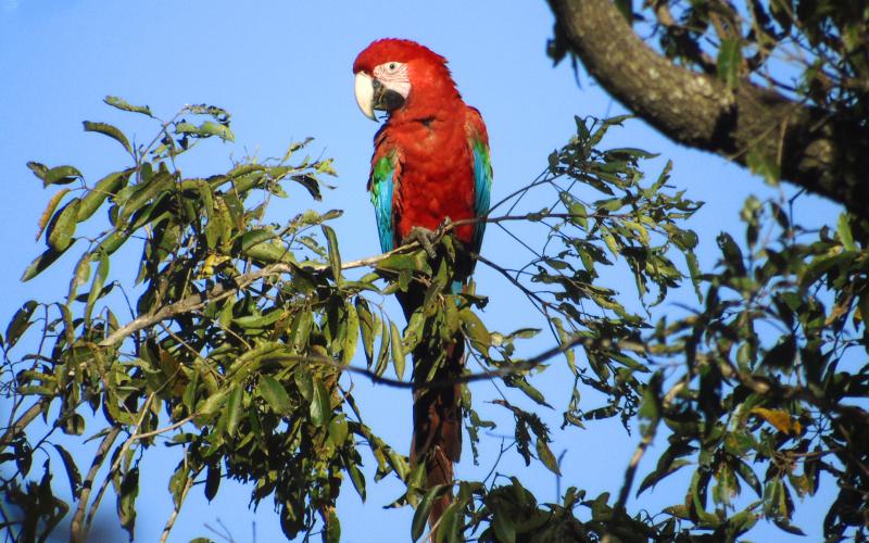 Red Macaw in the Northeast of Argentina