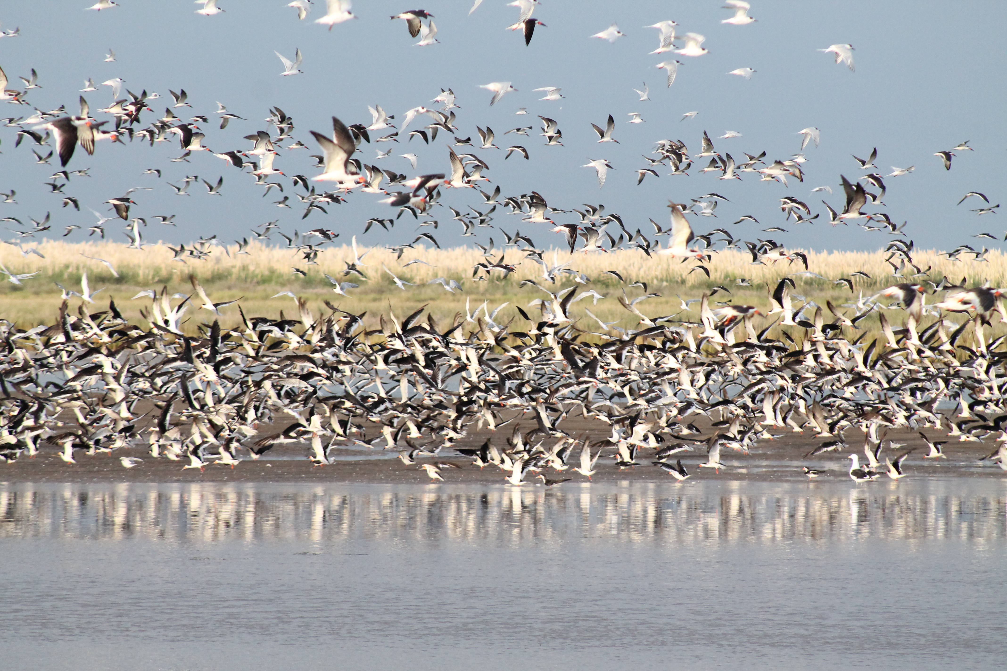 Pampas, Coast and Delta