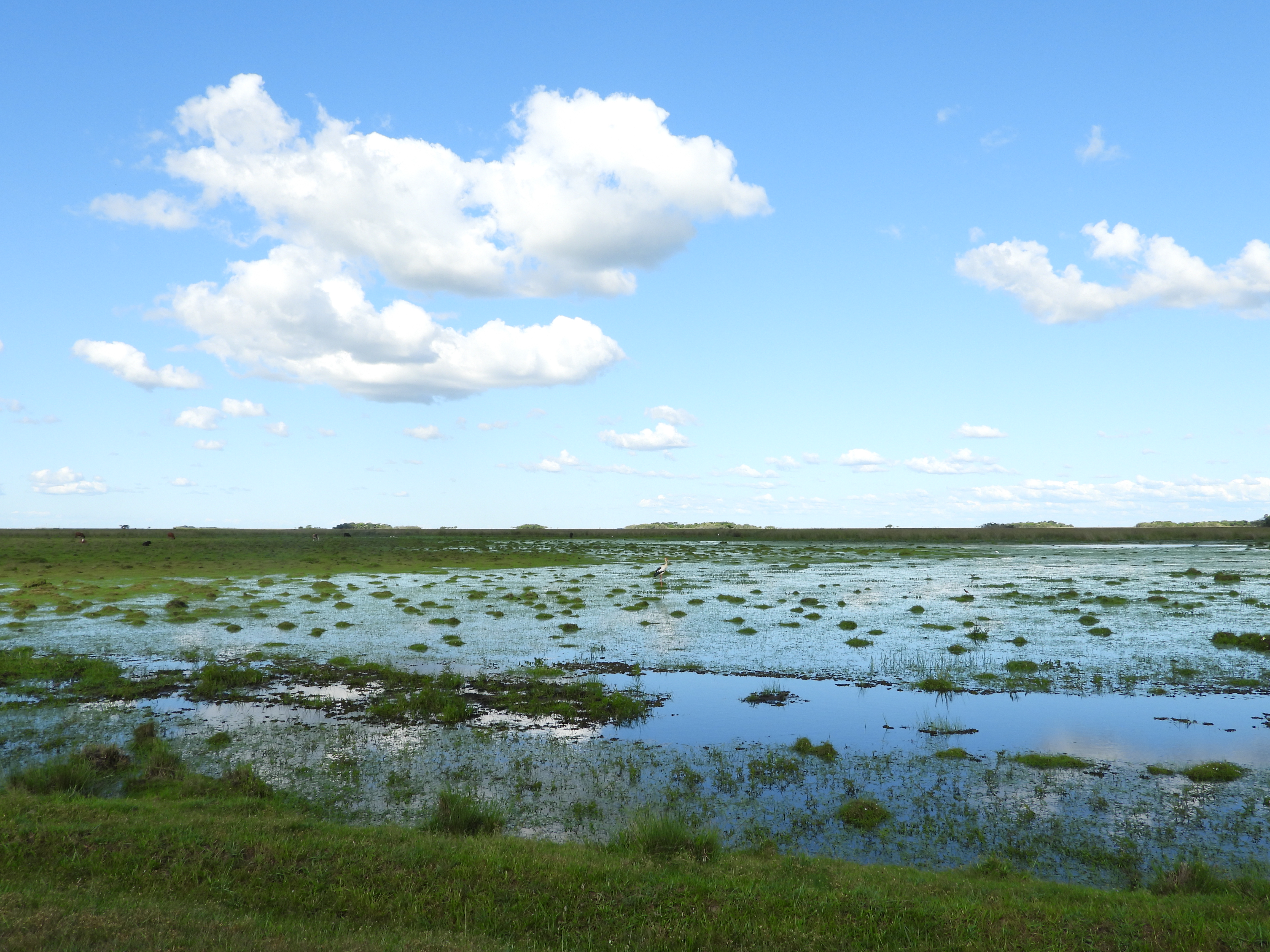 Iberá