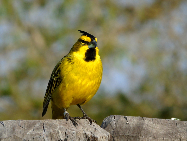 Yellow Cardinal