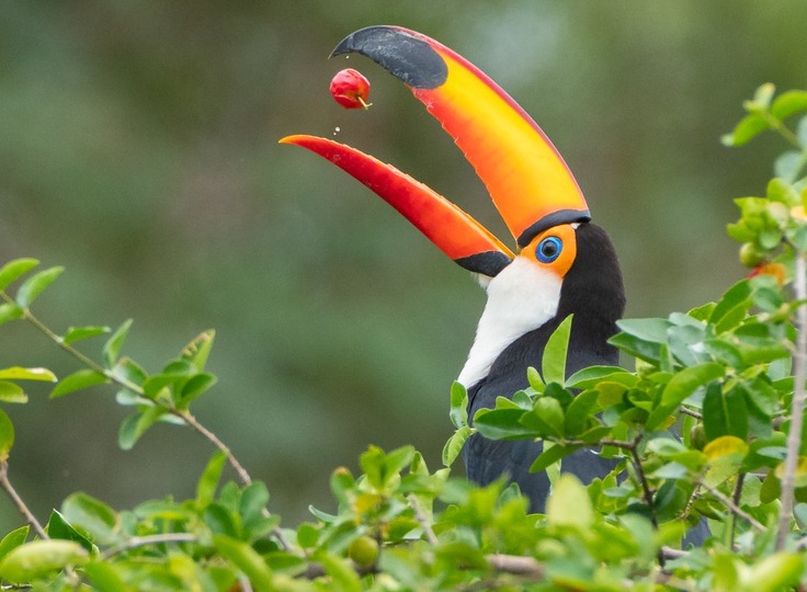 Tucan in the Northeast of Argentina