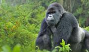 Uganda