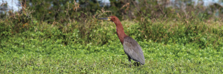 Trigrisoma lineatum 