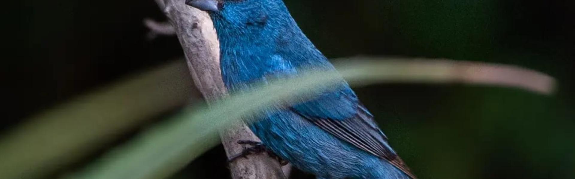 Ibera Wetlands Buenos Días Birding